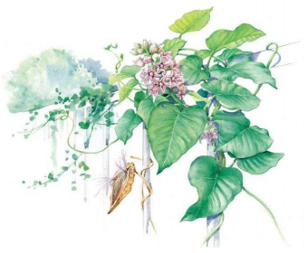天漿殼