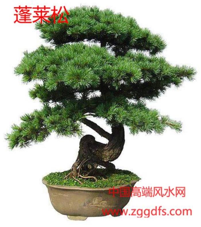 好的旺財(cái)?shù)娘L(fēng)水怎么看家里 家門口種什么樹風(fēng)水好
