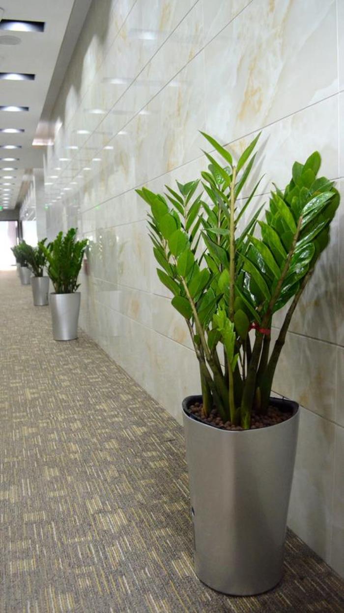 辦公室花卉植物的風(fēng)水講究 辦公室擺放什么植物最招財