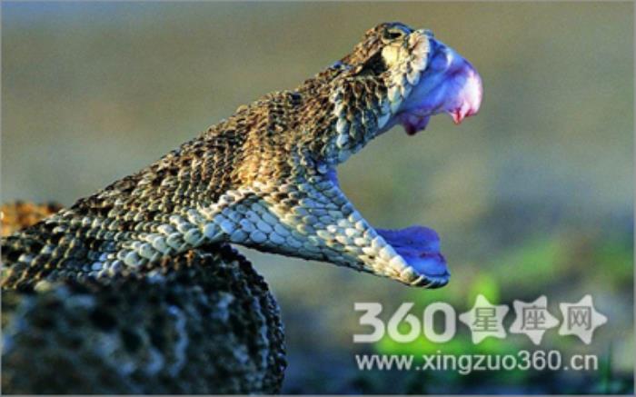 解夢吉兇:飛禽走獸蟲蛇 周公解夢夢見飛禽走獸
