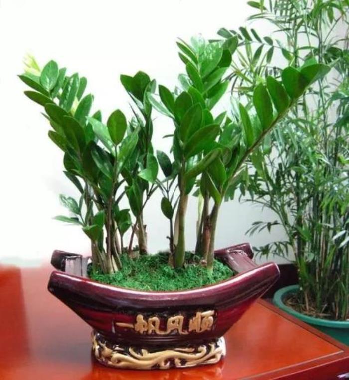 風(fēng)水催旺事業(yè)的物件是什么 旺財(cái)旺宅旺事業(yè)的植物