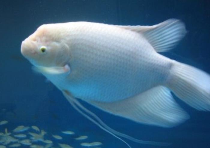 養(yǎng)什么魚招財旺運 帶什么招財旺運