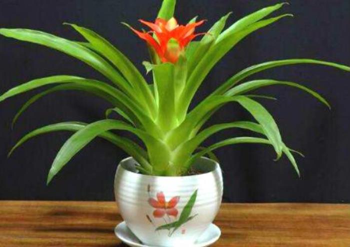 好風(fēng)水好房屋能發(fā)財(cái)?shù)?鴻運(yùn)當(dāng)頭擺放風(fēng)水禁忌