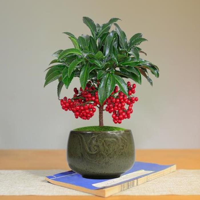 最旺宅的植物 客廳最旺財?shù)闹参?><br><p>發(fā)家樹<div   id=