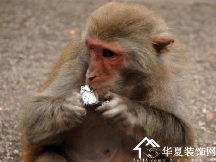 女人夢(mèng)見(jiàn)成群的猴子 夢(mèng)見(jiàn)猴子對(duì)自己很友好