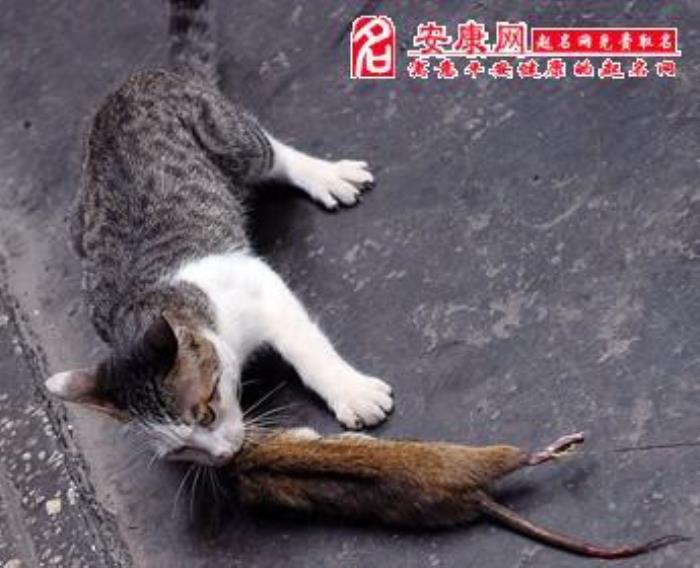 夢(mèng)見(jiàn)老鼠什么征兆 夢(mèng)見(jiàn)打死老鼠是什么意思