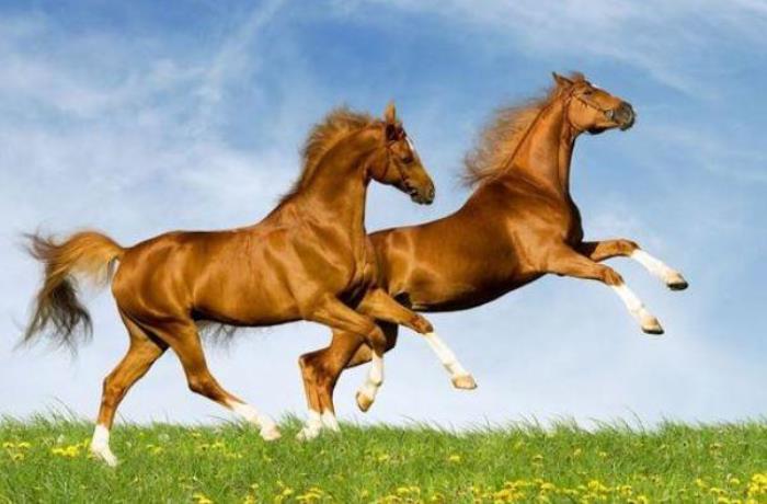 2014馬年開車須謹慎的生肖 什么生肖對馬有利